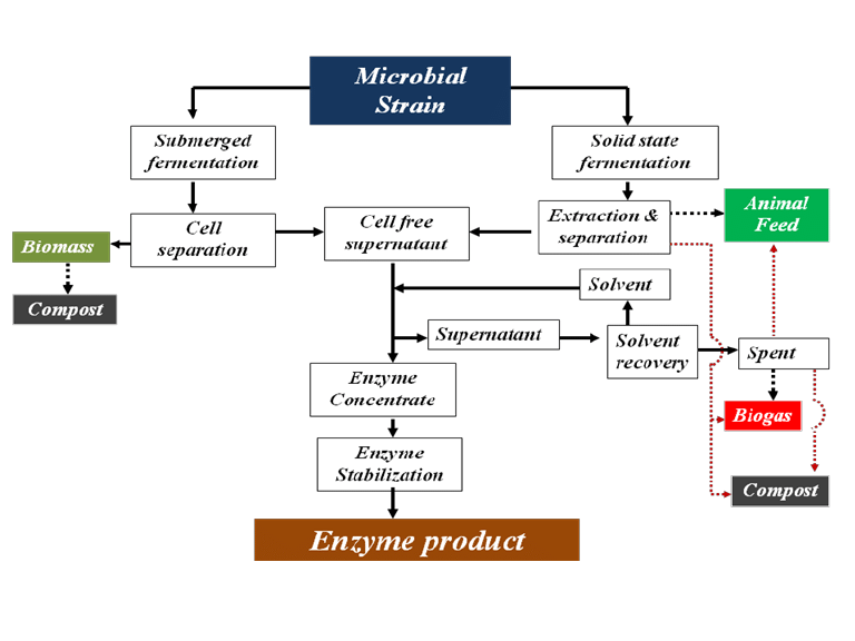 Tổng quan về quy trình sản xuất enzyme