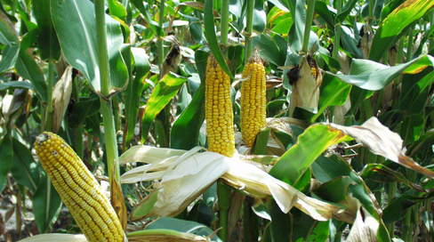 corn_ears