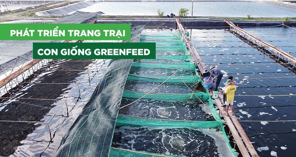 GREENFEED không ngừng nghiên cứu, thử nghiệm, nâng cao và phát triển mô hình nuôi thuỷ sản hiệu quả và bền vững.