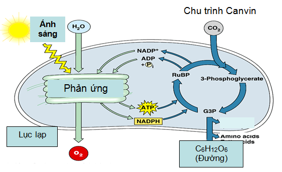 Chu trình quang hợp Canvin ở thực vật C3