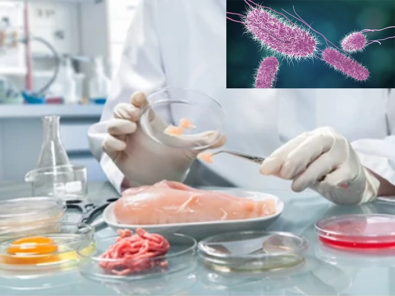Khuẩn Salmonella được tìm thấy ở nhiều loại thực phẩm