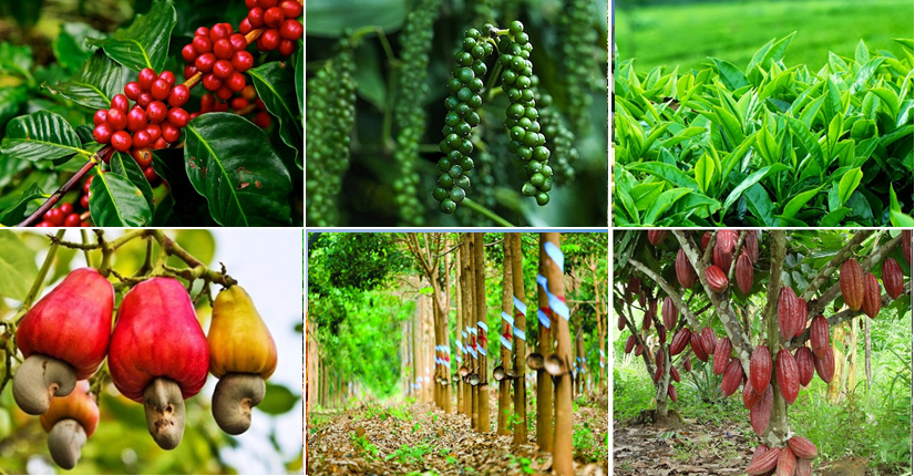 Cây công nghiệp xuất khẩu