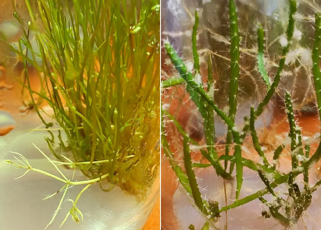 Hình 2. Nhân giống in vitro cây măng tây và cây thanh long  tại Phòng thí nghiệm Viện CNSH & MT, Trường Đại học Nha Trang.